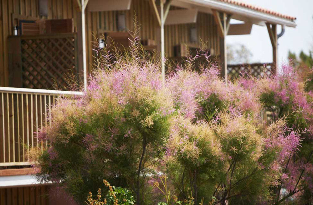 Hotel Des Dunes Lège-Cap-Ferret Exterior foto